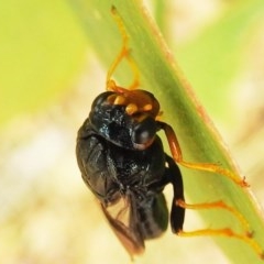 Perginae sp. (subfamily) at Kambah, ACT - 23 Dec 2020 12:03 PM