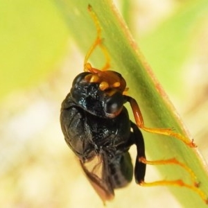 Perginae sp. (subfamily) at Kambah, ACT - 23 Dec 2020 12:03 PM