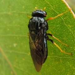 Perginae sp. (subfamily) at Kambah, ACT - 23 Dec 2020 12:03 PM