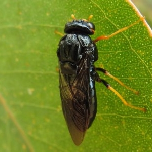 Perginae sp. (subfamily) at Kambah, ACT - 23 Dec 2020