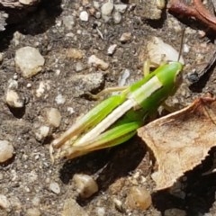 Bermius brachycerus (A grasshopper) at Cotter River, ACT - 23 Dec 2020 by trevorpreston