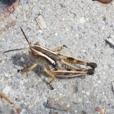 Phaulacridium vittatum (Wingless Grasshopper) at Bendora Reservoir - 23 Dec 2020 by trevorpreston