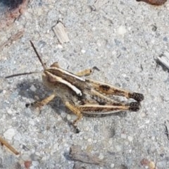 Phaulacridium vittatum (Wingless Grasshopper) at Bendora Reservoir - 22 Dec 2020 by tpreston