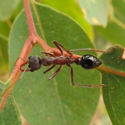 Myrmecia simillima (A Bull Ant) at Lions Youth Haven - Westwood Farm A.C.T. - 23 Dec 2020 by HelenCross
