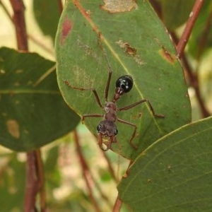 Myrmecia simillima at Kambah, ACT - suppressed