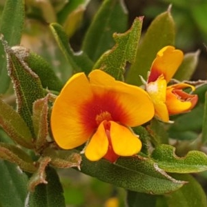 Podolobium alpestre at Cotter River, ACT - 23 Dec 2020