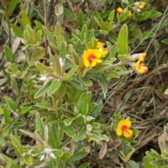 Podolobium alpestre at Cotter River, ACT - 23 Dec 2020