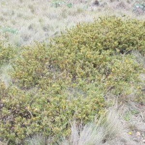 Podolobium alpestre at Cotter River, ACT - 23 Dec 2020