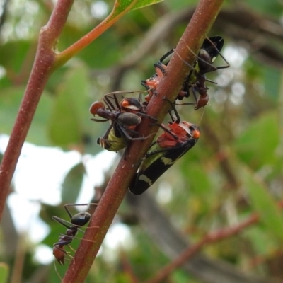 Eurymeloides pulchra (Gumtree hopper) at Lions Youth Haven - Westwood Farm A.C.T. - 23 Dec 2020 by HelenCross