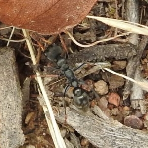 Myrmecia sp., pilosula-group at Kambah, ACT - 23 Dec 2020