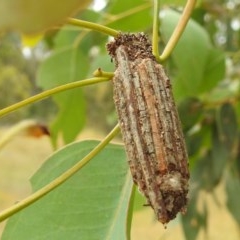 Clania (genus) (A case moth) at Lions Youth Haven - Westwood Farm A.C.T. - 23 Dec 2020 by HelenCross