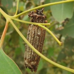 Clania (genus) at Kambah, ACT - suppressed