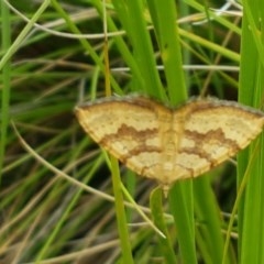 Chrysolarentia correlata (Yellow Carpet) at Brindabella, ACT - 23 Dec 2020 by tpreston