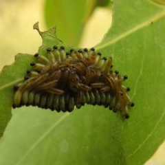 Perginae sp. (subfamily) (Unidentified pergine sawfly) at Kambah, ACT - 23 Dec 2020 by HelenCross