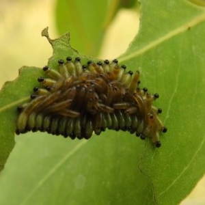 Perginae sp. (subfamily) at Kambah, ACT - 23 Dec 2020