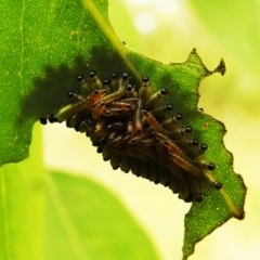 Perginae sp. (subfamily) at Kambah, ACT - 23 Dec 2020