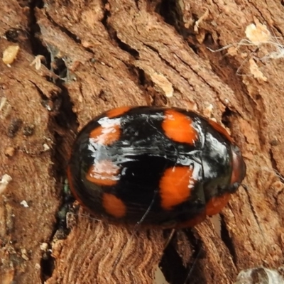 Paropsisterna beata (Blessed Leaf Beetle) at Kambah, ACT - 23 Dec 2020 by HelenCross