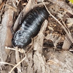 Panesthia australis (Common wood cockroach) at Bimberi Nature Reserve - 23 Dec 2020 by tpreston