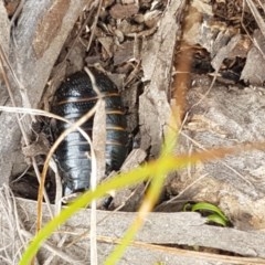 Panesthia australis at Brindabella, ACT - 23 Dec 2020