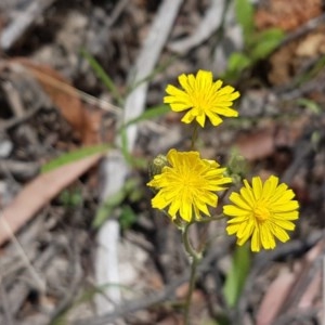 Crepis capillaris at Cotter River, ACT - 23 Dec 2020 12:18 PM