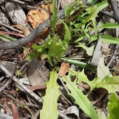 Crepis capillaris at Cotter River, ACT - 23 Dec 2020