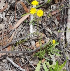 Crepis capillaris at Cotter River, ACT - 23 Dec 2020 12:18 PM