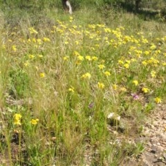 Goodenia pinnatifida (Scrambled Eggs) at Nangus, NSW - 26 Oct 2010 by abread111