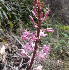 Dipodium roseum (Rosy Hyacinth Orchid) at Cotter River, ACT - 23 Dec 2020 by trevorpreston
