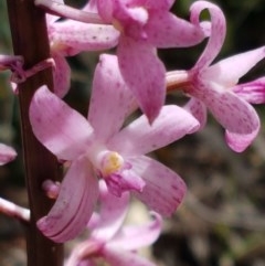 Dipodium roseum at Cotter River, ACT - 23 Dec 2020