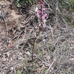 Dipodium roseum at Cotter River, ACT - 23 Dec 2020