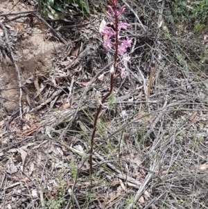 Dipodium roseum at Cotter River, ACT - 23 Dec 2020