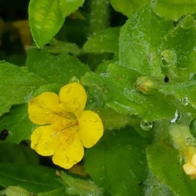 Erythranthe moschata (Musk) at Cotter River, ACT - 23 Dec 2020 by trevorpreston
