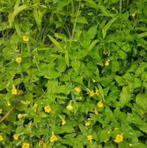 Erythranthe moschata at Cotter River, ACT - 23 Dec 2020