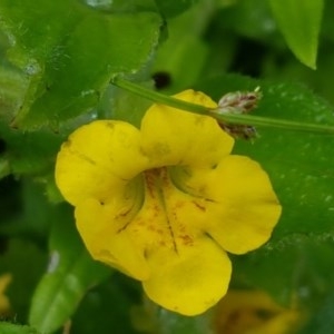 Erythranthe moschata at Cotter River, ACT - 23 Dec 2020