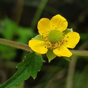 Ranunculus lappaceus at Cotter River, ACT - 23 Dec 2020