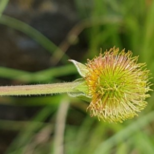 Ranunculus lappaceus at Cotter River, ACT - 23 Dec 2020