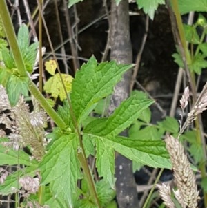 Ranunculus lappaceus at Cotter River, ACT - 23 Dec 2020