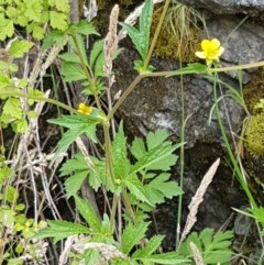 Ranunculus lappaceus at Cotter River, ACT - 23 Dec 2020