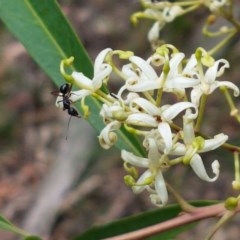 Lomatia myricoides (River Lomatia) at Cotter River, ACT - 23 Dec 2020 by tpreston