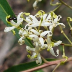 Lomatia myricoides at Cotter River, ACT - 23 Dec 2020 12:06 PM