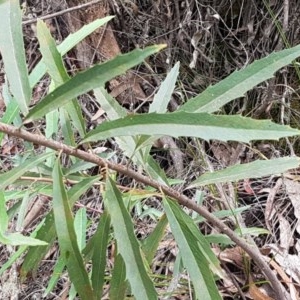 Lomatia myricoides at Cotter River, ACT - 23 Dec 2020