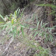 Lomatia myricoides at Cotter River, ACT - 23 Dec 2020