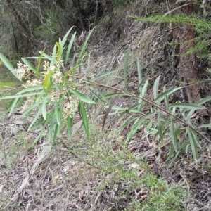 Lomatia myricoides at Cotter River, ACT - 23 Dec 2020 12:06 PM