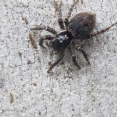 Hypoblemum sp. (genus) (Unidentified Hypoblemum jumping spider) at Namadgi National Park - 23 Dec 2020 by trevorpreston