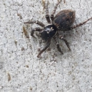 Hypoblemum sp. (genus) at Cotter River, ACT - 23 Dec 2020