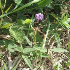 Glycine tabacina (Variable Glycine) at Nangus, NSW - 26 Mar 2010 by abread111