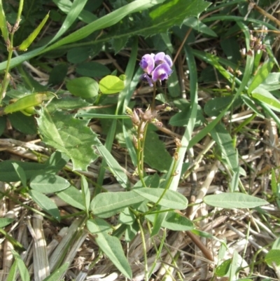 Glycine tabacina (Variable Glycine) at Nangus, NSW - 27 Mar 2010 by abread111