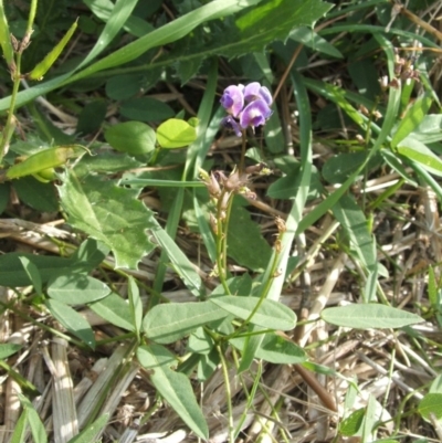 Glycine tabacina (Variable Glycine) at Nangus, NSW - 26 Mar 2010 by abread111