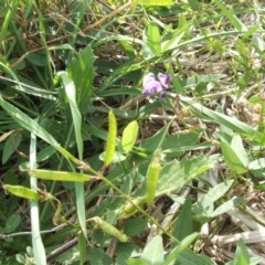 Glycine tabacina at Nangus, NSW - 27 Mar 2010 10:15 AM