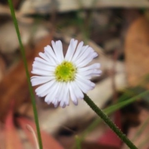 Lagenophora stipitata at Cotter River, ACT - 23 Dec 2020